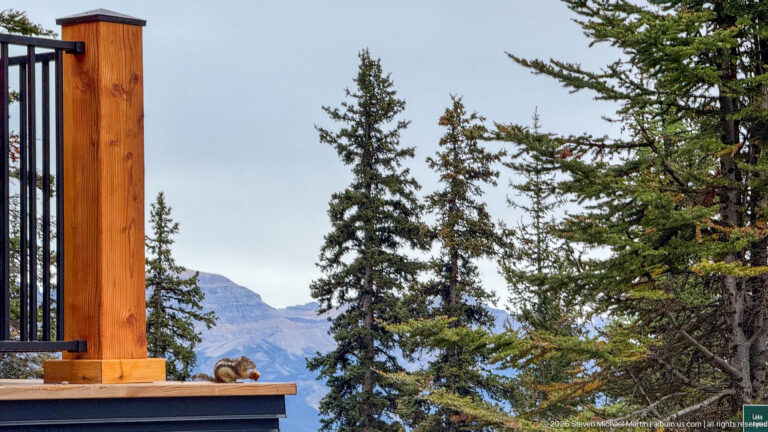 A marmot sits on a narrow wooden ledge beside a timber post, framed by conifers and distant mountains.