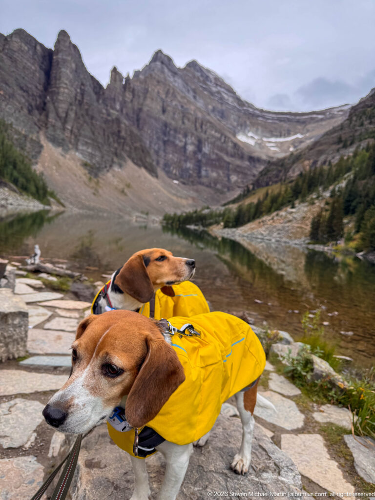 Two beagles in yellow coats stand on stone paving beside a reflective alpine lake and rocky peaks.