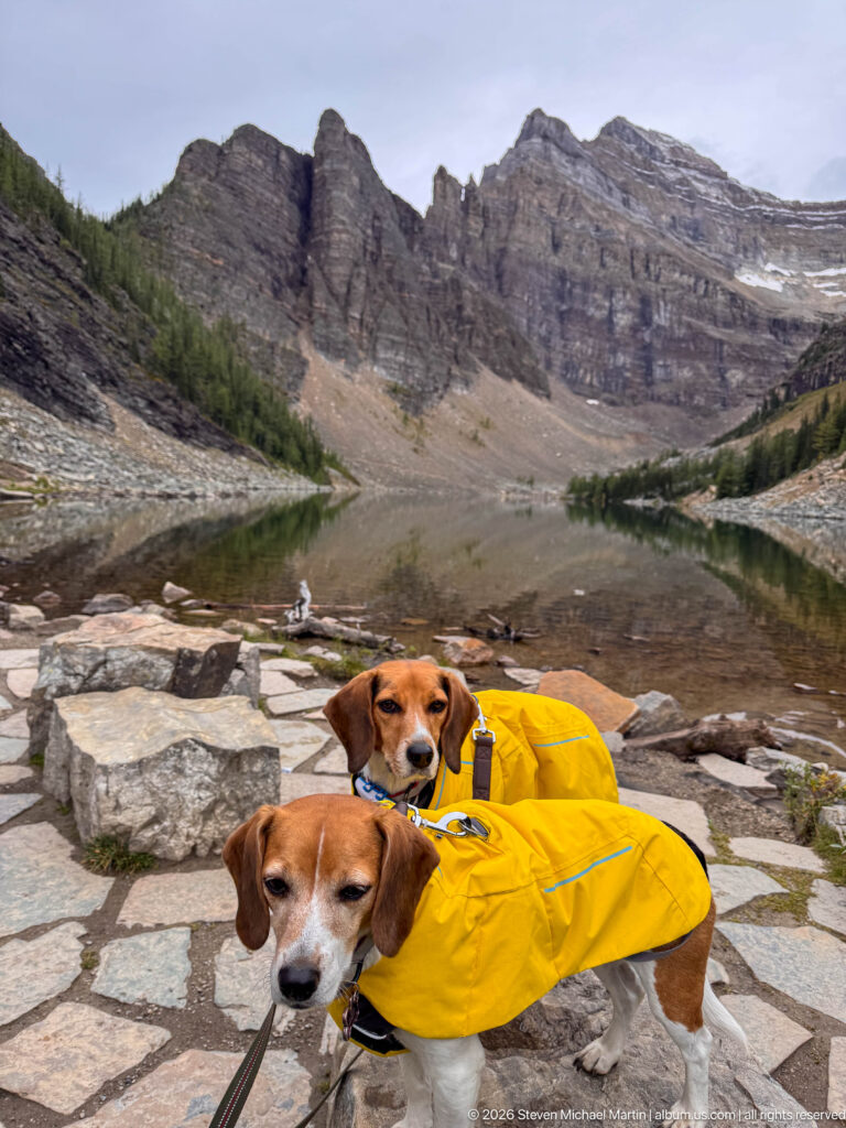 Two beagles in yellow coats stand on a stone landing beside a small lake and barren rocky cirque.