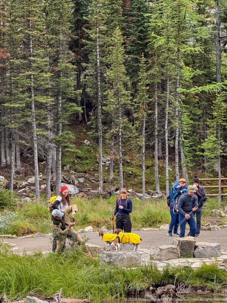 Hikers and dogs gather beside a small stream crossing on a wooded mountain trail.
