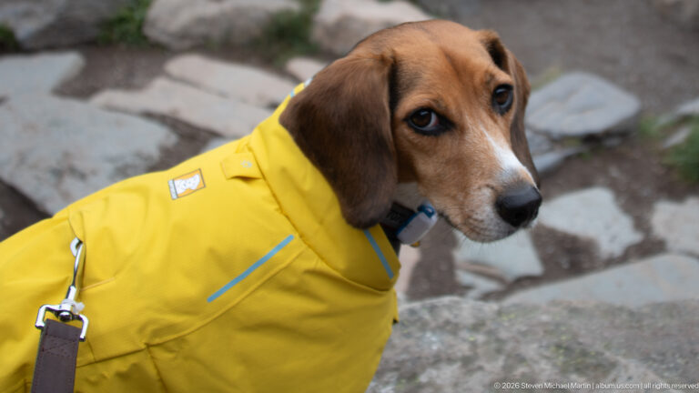 A brown-and-white beagle in a yellow raincoat looks back on a rocky mountain trail.