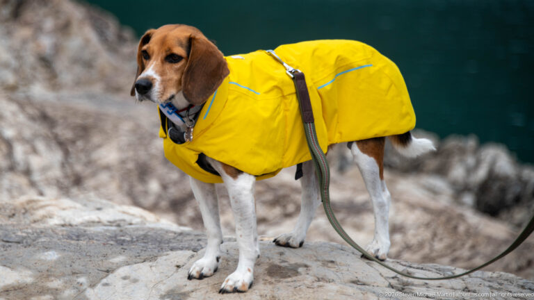 Beagle in a yellow raincoat standing on pale rock with dark turquoise lake behind.