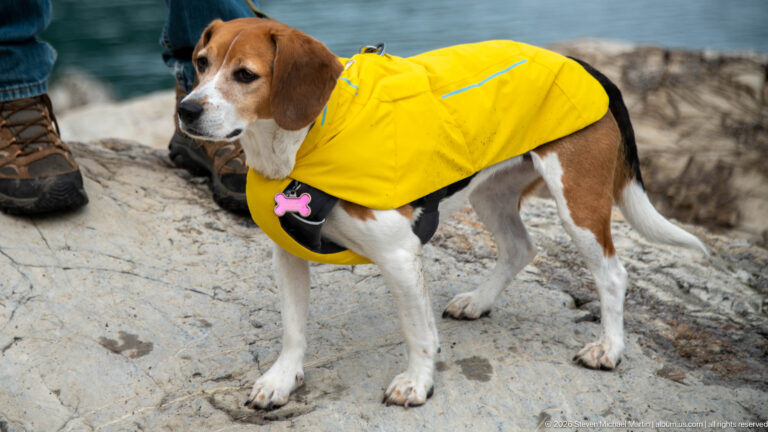 Close portrait of a beagle wearing a bright yellow raincoat on the rocky lakeshore.