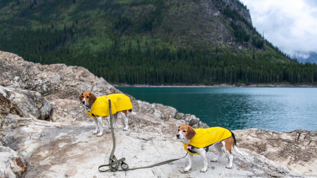 Two beagles in yellow raincoats pose on a rock shelf above Lake Minnewanka.