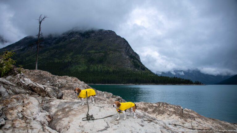 Two beagles in yellow raincoats stand on pale rock ledges beside Lake Minnewanka.