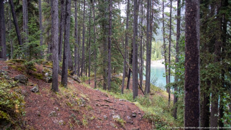 Narrow forest path on a slope with turquoise Lake Minnewanka visible through conifer trunks.