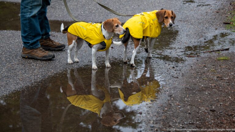 Two beagles in yellow raincoats stand beside a puddle that reflects their bodies.