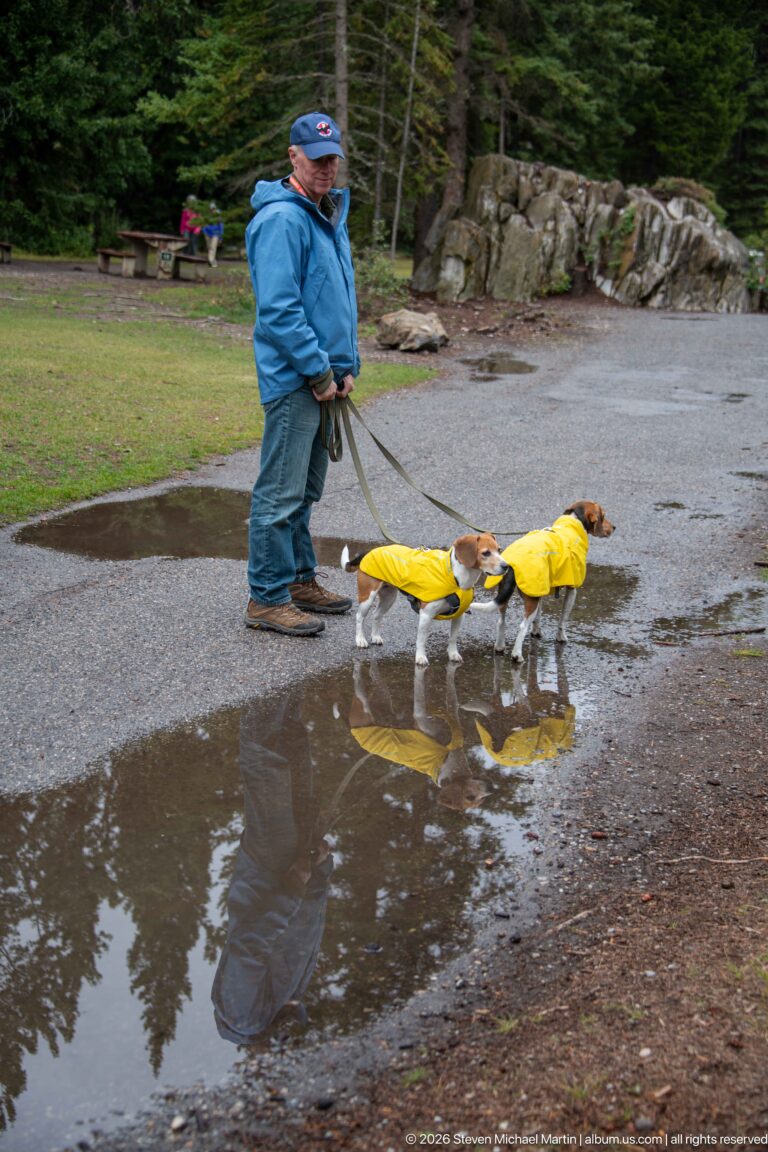 Two beagles in yellow raincoats walk through a puddle beside their handler at Lake Minnewanka.