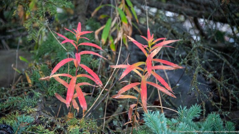 Red and orange narrow leaves stand out against dark evergreen foliage near Lake Minnewanka.