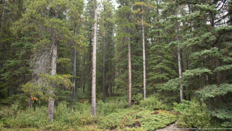 Dense conifer forest with shrubs and mossy ground near Lake Minnewanka.