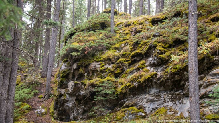 Moss-covered rock ledges rise among conifers and low forest vegetation near Lake Minnewanka.
