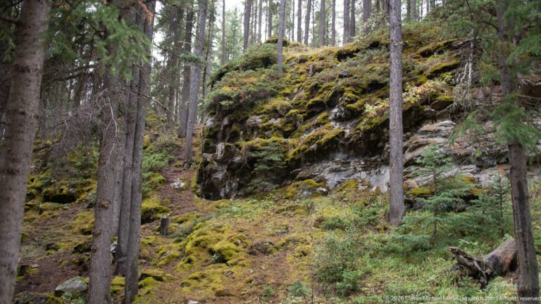 Low mossy rock escarpment beneath tall conifers in the Lake Minnewanka forest.