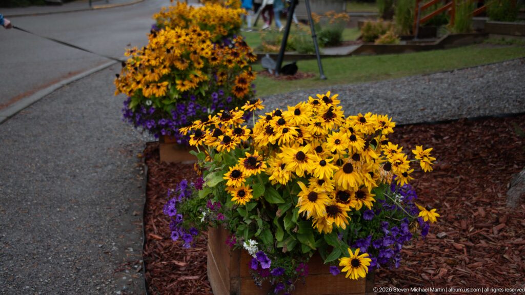 Yellow black-eyed Susans and purple flowers fill a wooden planter near Lake Minnewanka.