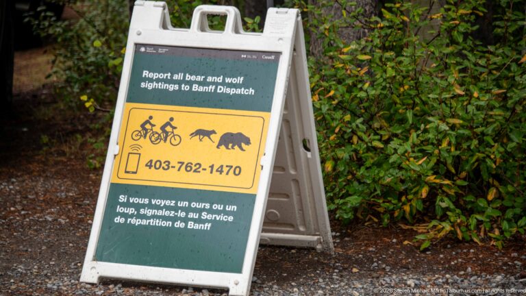 Portable sign asking visitors to report bear and wolf sightings to Banff Dispatch.