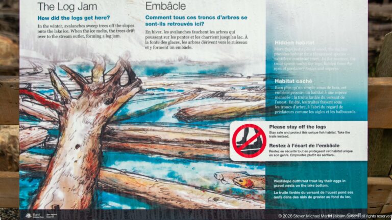 Bilingual Log Jam habitat panel with painted fallen logs and a red warning symbol asking visitors to stay off.