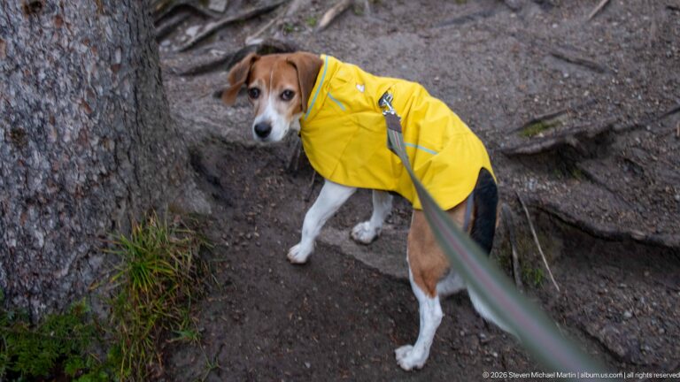 Beagle in yellow raincoat beside a large tree trunk on a root-covered dirt trail.