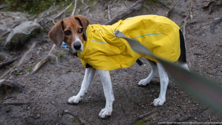Small beagle in a yellow raincoat standing among exposed tree roots on a forest trail.