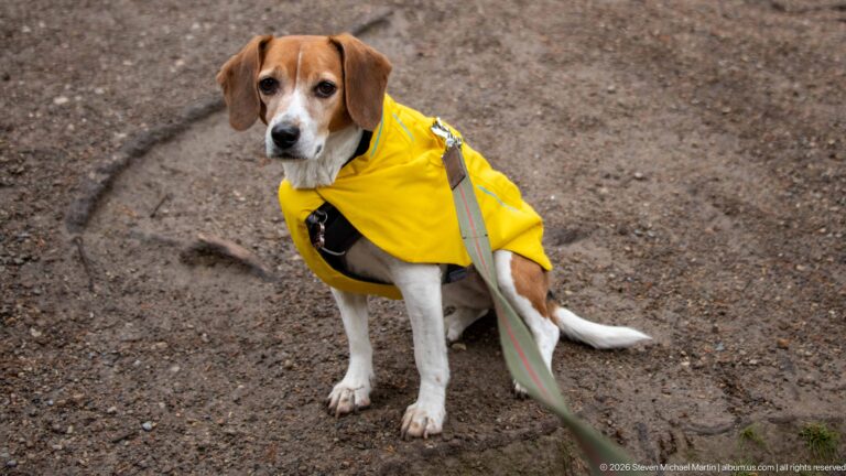 Beagle sitting on a damp dirt trail wearing a bright yellow raincoat and leash.