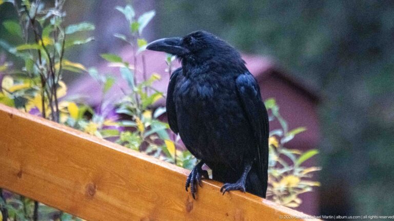 Front-facing black raven perched on a wooden railing against a softly blurred forest background.