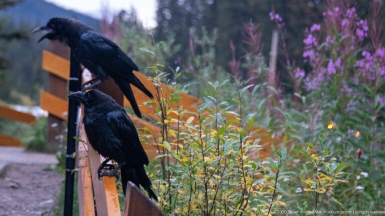 Two black ravens perched one above the other on a wooden railing beside purple wildflowers.