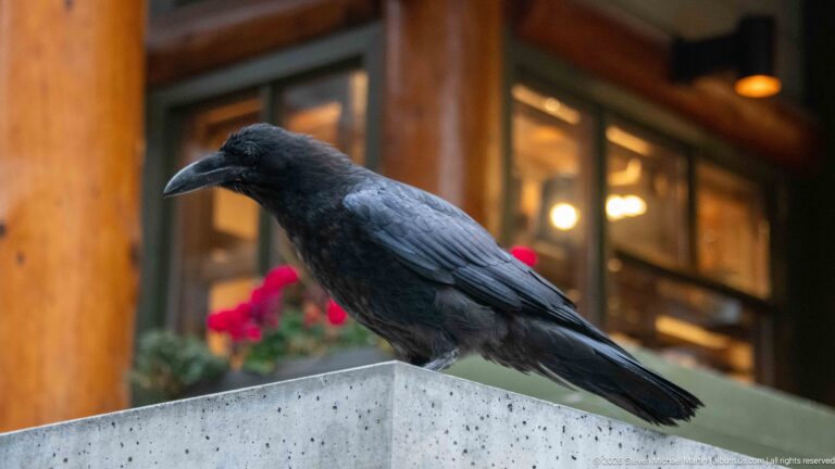 Side view of a black raven perched on a concrete corner in front of a timber-and-glass lodge.