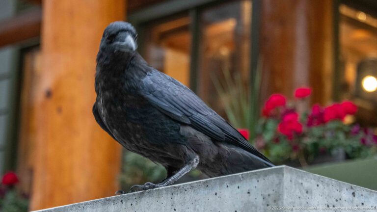Black raven standing on a concrete ledge outside a timber lodge with red flowers behind.