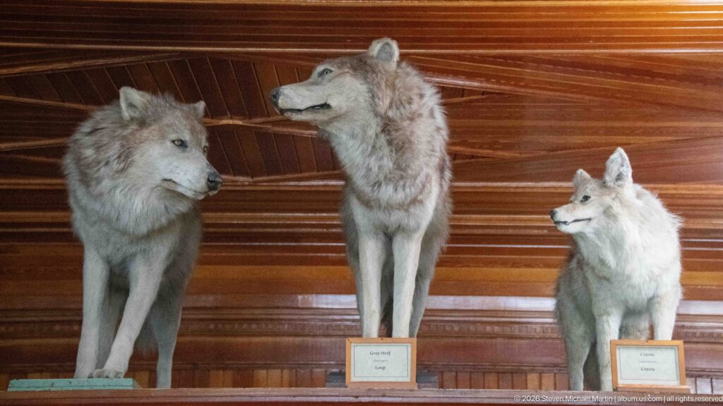 Three mounted wolves with gray and pale coats standing side by side on a high wooden ledge.
