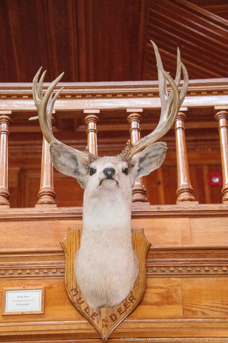 Antlered deer head mounted on a carved wooden shield beneath the museum’s upper railing.
