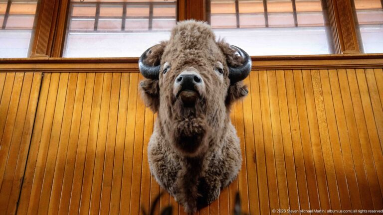 Frontal mounted bison head with curved horns and shaggy forehead against varnished vertical wood paneling.