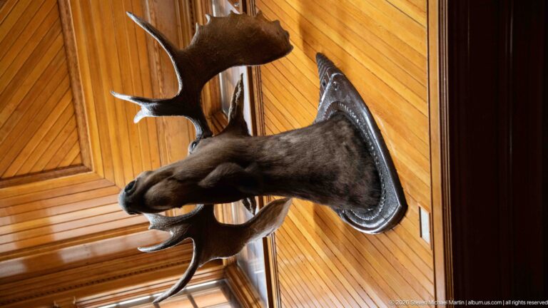 Mounted moose head with broad palmate antlers on a decorative wall shield, viewed from below.