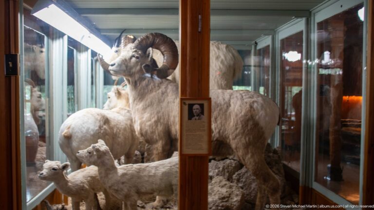 Large bighorn ram with curled horns standing above smaller sheep in a rocky glass-enclosed diorama.