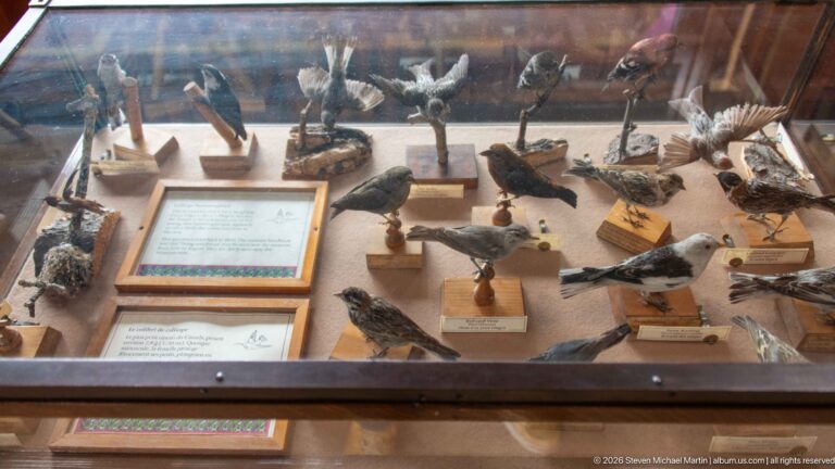 Tabletop glass case crowded with small mounted birds on individual stands around an interpretive panel.