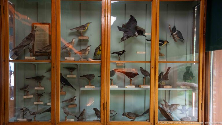 Tall glass-fronted wooden cabinet containing rows of mounted bird specimens with small labels.