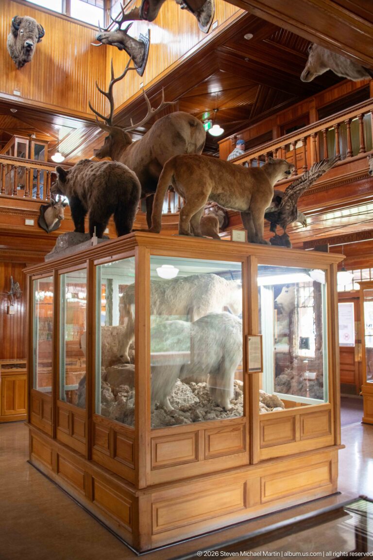 Large wooden glass habitat case with a pale mammal inside and several mounted mammals arranged along its top.