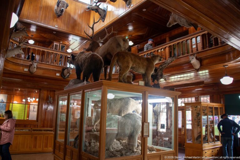 Large glass specimen case with mounted mammals displayed above it and along the surrounding wooden gallery.