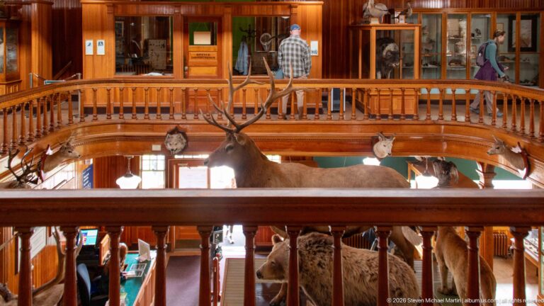 Wooden balcony railing framing a mounted elk and bear below, with visitors and cases across the gallery.