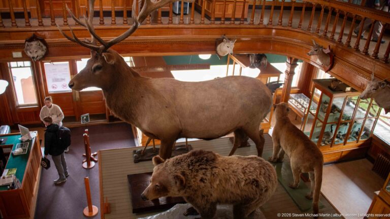 Large mounted elk beside a bear and other mammals on the museum floor, viewed from above.