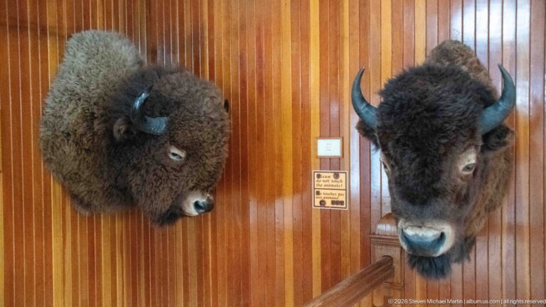 Two mounted bison heads with curved horns displayed side by side on a varnished wooden wall.
