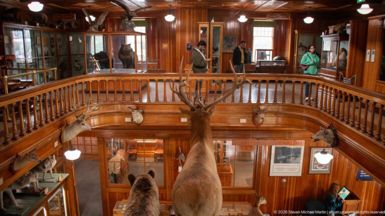 Upper-level view across the museum balcony with visitors, wooden railings, display cases, and a large antlered specimen.