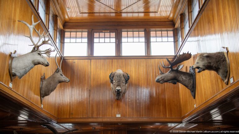 Antlered deer and a central bison head mounted high on a wood-paneled wall below clerestory windows.
