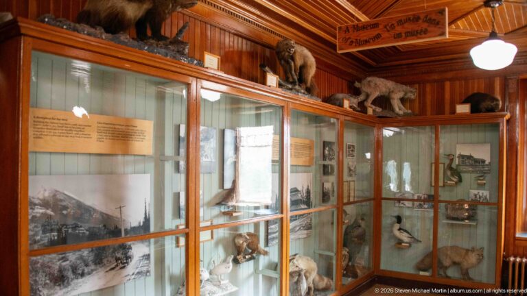 Wooden glass display cases filled with mounted animals, photographs, and labels in a paneled museum corner.
