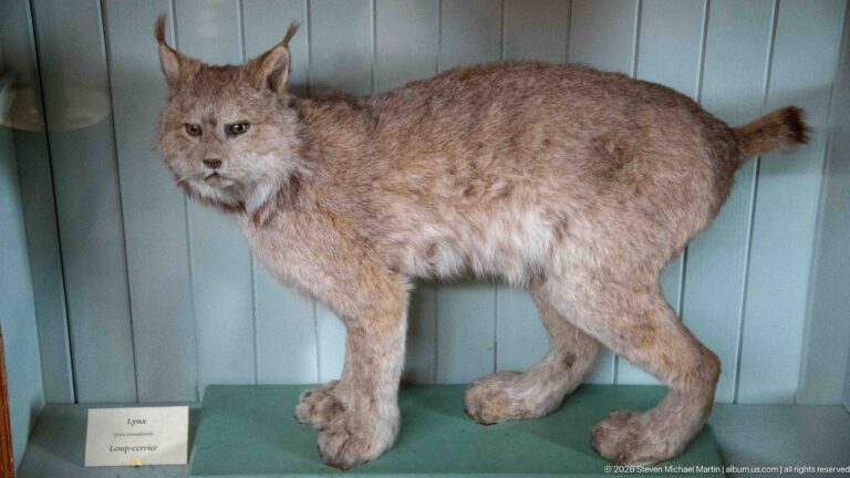 Mounted lynx in profile with tufted ears, broad paws, and a short tail against a green case wall.