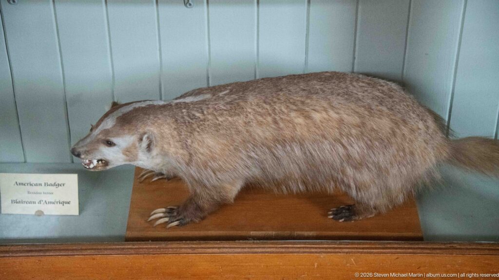 Mounted American badger in profile on a wooden base inside a glass-fronted museum case.