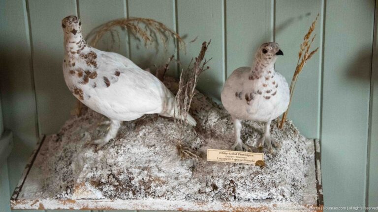 Two mounted willow ptarmigan on a snow-textured base with dried grasses inside a museum display.