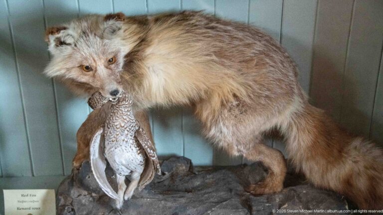 Taxidermy red fox posed above a grouse on a rocky base inside a pale-blue display case.