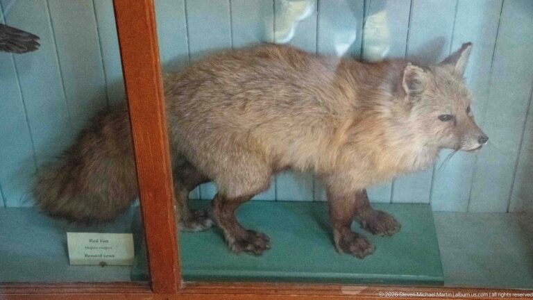 Taxidermy red fox in profile with pointed ears, reddish coat, dark legs, and bushy tail in a cabinet.