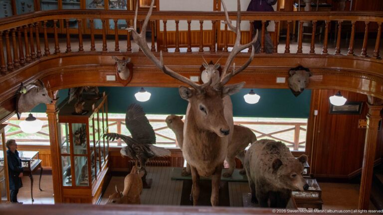 Large bull elk specimen with spreading antlers surrounded by other mounted Rocky Mountain mammals in the central hall.