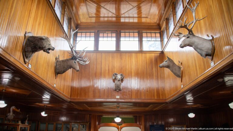 Upper wood-paneled museum walls with clerestory windows and mounted bear and antlered mammal heads.
