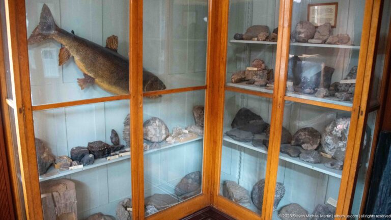 Tall glazed wooden cabinet containing rocks, mineral specimens, and mounted fish on pale shelves.