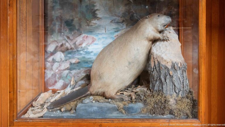 Taxidermy beaver posed beside a cut tree trunk with bark and branches in a painted habitat case.